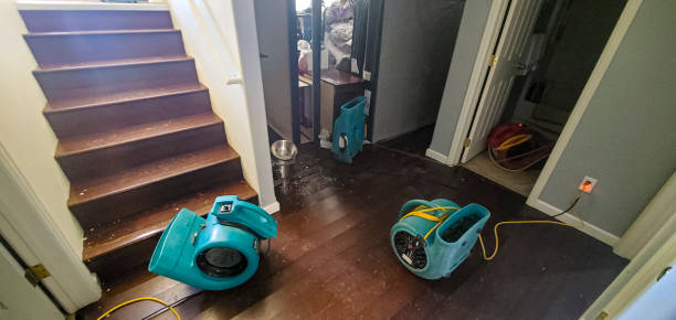 Best Basement water damage restoration  in Forest Hills, TN